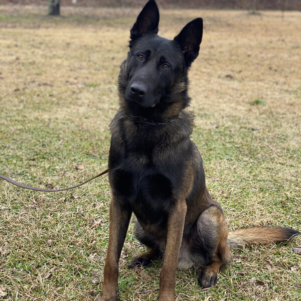 Buddy ("Jäger") IGP 1, Executive Protection Dog